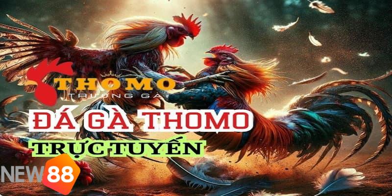 đá gà trường thomo